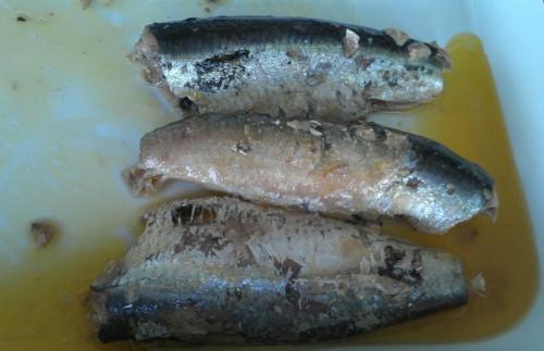 sardines
